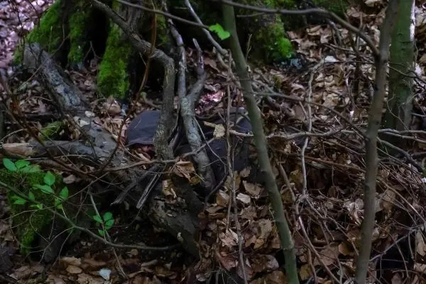 Dichte Laubschicht und Äste im Wald, teilweise verdeckte Fläche